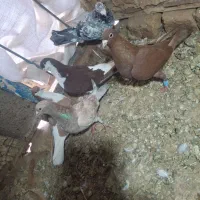 کبوتر|پرنده|دشتابی, |دیوار