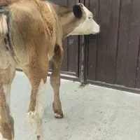 گوساله ی سیمینتال ماده طلایی ۴ ماهه