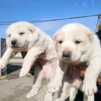 توله آلابای|سگ|گنبد کاووس, |دیوار