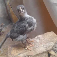 فروشی جوجه مرغ بوقلمون دوماهه