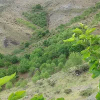 فروش-باغ