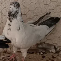 کله دمی نر