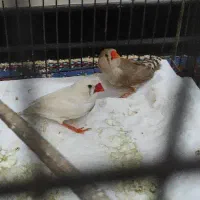 یک جفت فنچ مولد با لونه