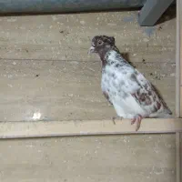 کبوتر پرشی|پرنده|سلطانیه, |دیوار