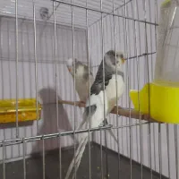 معاوضه کبوتر قناری مرغ عشق انگلیسی طوطی برزیلی|پرنده|محمدشهر, کوی بهار|دیوار