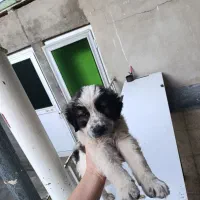 توله سگ شاهسون