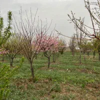 باغ بادرختان۱۲ساله آب قانونی/هزارمترمربع نظر آباد|فروش زمین و ملک کلنگی|هشتگرد, هشتگرد قدیم|دیوار