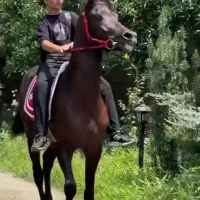 اسب عرب ۴سال