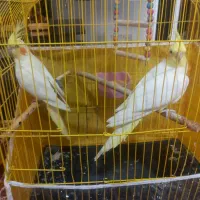 عروس هلندی