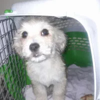 سگ تریر . همراه باکس . ست قلاده