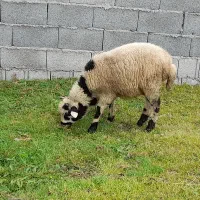 گوسفندوبره نر