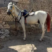 اسب نریان عرب|اسب و تجهیزات اسب‌سواری|تهران, آذری|دیوار