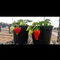 بوته توت فرنگی و نعاع و گل رز