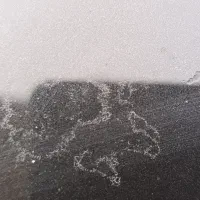 رفع فضله پرنده بصورت دائمی|خدمات موتور و ماشین|رشت, حومه رشت|دیوار