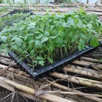 بذر گوجه درجه یک تناژ بالا