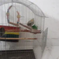 قفس بزرگ بدون عروس هلندی