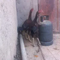 ل ا ر ی لاری  جوجه خروس لاری