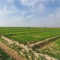 زمین کشاورزی فعال ۳ هکتار به بالا با آب فراوان