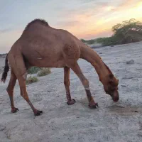 شتر|حیوانات مزرعه|میناب, |دیوار