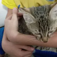 یک عددگربه خانگی رایگان