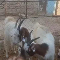 بز بوئر ۵۰درصد ماده