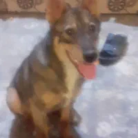 سگ ژرمن ۷ماه نر