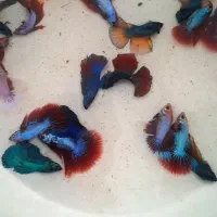 ماهی فایتر نر و ماده عمده