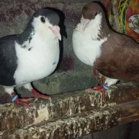 یک جفت کفتر ضمانتی