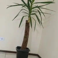 درختچه خارجی|گل و گیاه طبیعی|پردیس, فاز ۱۱|دیوار