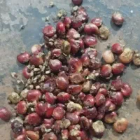 سما ق قرمز هوراند
