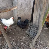 سه عدد مرغ تزئینی|حیوانات مزرعه|شلمان, |دیوار