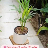 گلهای آپارتمانی گلخونه سوگلی|گل و گیاه طبیعی|بجنورد, |دیوار