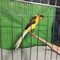 قناری‌ رسمی‌ بلند|پرنده|تهران, دولاب|دیوار