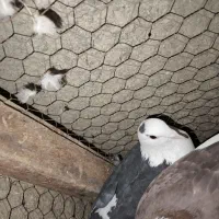 کبوتر|پرنده|زابل, |دیوار