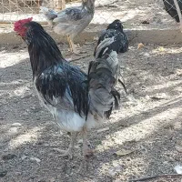 تخم مرغ نطفه دار گلین