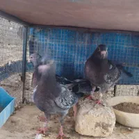 جوجه پلاکی زرهی|پرنده|خمینی‌شهر, |دیوار