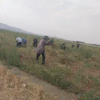 سرکارگر
