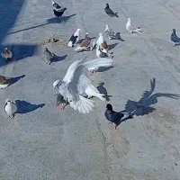 ۳۵ عدد کبوتر خوب|پرنده|سمنان, |دیوار