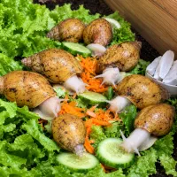 فروش اچاتینا آلبینو