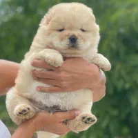 توله چاو چاو سفید و پرتغالی