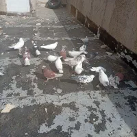 کبوتر خوش خال و پرشی قابل معاوضه