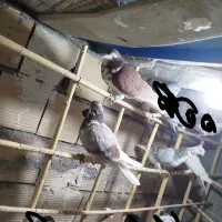 کبوتر پرشی|پرنده|جغتای, |دیوار