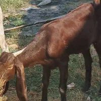 بز پاکستانی و افغانی|حیوانات مزرعه|شادگان, |دیوار