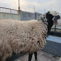 گوسفندنرقوچ  و بچه ماده افشاری گوشتی خوشمزه