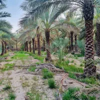 نخل و نهال مرکبات با قیمت مناسب و تحویل درباغ|خدمات باغبانی و درختکاری|یزد, |دیوار