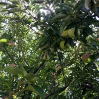 فیش خوش اقبالان جاده لاچوان