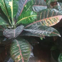 حراج انواع گل فروشی ارش|گل مصنوعی|لردگان, |دیوار