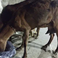 گوسفند