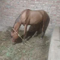اسب نریان کرد