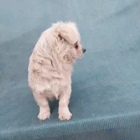 سگ فانتزی نر|سگ|شیراز, شهرک فجر|دیوار